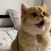 🙀