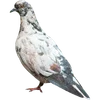 🕊️