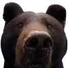 🐻