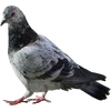 🐦