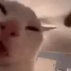 👅