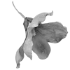 🥀