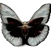 🦋