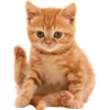 🐈