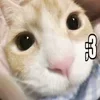 🐱