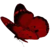 🦋