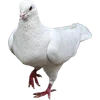 🦢