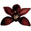 🩸
