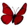 🦋