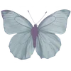 🦋