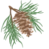 🌲