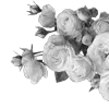 🌹