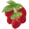 🍉