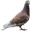 🦤