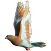 🕊️