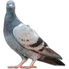🦆
