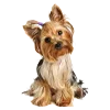 🐶