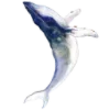 🐋