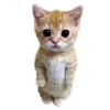 🐈