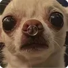🤩