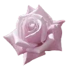 🌹