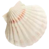 🐚