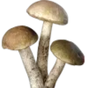 🍄‍🟫