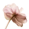🌷
