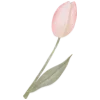 🌷