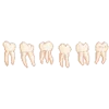 🦷
