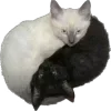 🐱