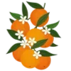 🍊
