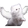 😾