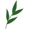 🌿