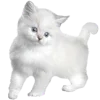 🐱