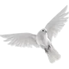 🕊️