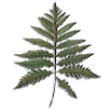 🌿