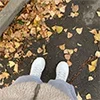 🍁