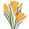 🌼