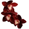 🥀