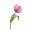 🌷