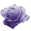 💜