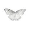 🦋