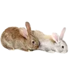 🐰