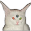 🐈