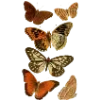 🦋