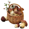 🍄