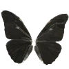 🦋