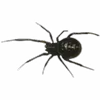 🕷️