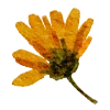 🌼